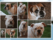 Tablet Screenshot of littleaussiekennels.blogspot.com