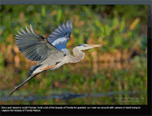 Tablet Screenshot of floridanaturephotographer.blogspot.com