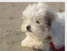 Tablet Screenshot of coton-tulear.blogspot.com