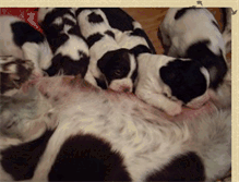 Tablet Screenshot of ferndellekennelpuppies.blogspot.com