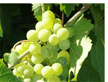 Tablet Screenshot of cavayvino.blogspot.com