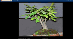 Desktop Screenshot of bonsairepilado.blogspot.com
