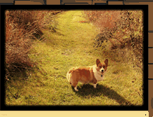 Tablet Screenshot of corgiscottage.blogspot.com