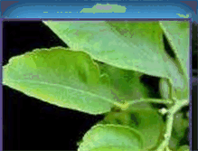 Tablet Screenshot of claroipelao.blogspot.com