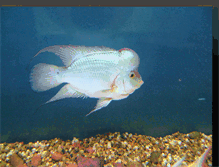 Tablet Screenshot of jackytropicalfish.blogspot.com