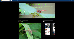 Desktop Screenshot of catdragonfly.blogspot.com