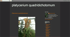 Desktop Screenshot of platyceriumquadridichotomum.blogspot.com