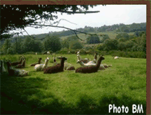 Tablet Screenshot of lamasenlimousin.blogspot.com