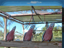 Tablet Screenshot of barbsbirdsandaviary.blogspot.com