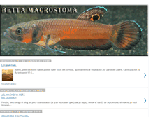 Tablet Screenshot of bettamacrostoma.blogspot.com