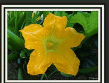 Tablet Screenshot of gallopinggardener.blogspot.com