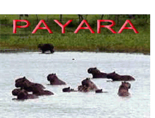 Tablet Screenshot of payara.blogspot.com