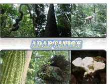 Tablet Screenshot of discoveringrainforest.blogspot.com