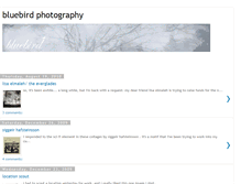 Tablet Screenshot of bluebirdphotography.blogspot.com