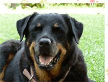 Tablet Screenshot of marvellous-rottie.blogspot.com