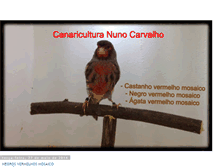 Tablet Screenshot of canariculturanunocarvalho.blogspot.com