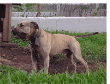 Tablet Screenshot of belizeanboyskennels.blogspot.com