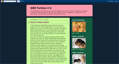 Desktop Screenshot of gr8yorkies4u.blogspot.com