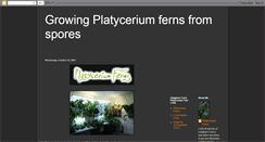 Desktop Screenshot of platyceriumspores.blogspot.com