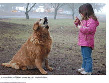 Tablet Screenshot of fishhillgoldenretrievers.blogspot.com