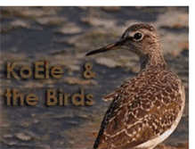 Tablet Screenshot of kostaselenisbirds.blogspot.com