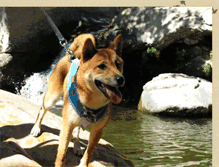 Tablet Screenshot of mikatheshiba.blogspot.com