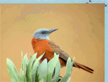 Tablet Screenshot of birdlifebergriver.blogspot.com