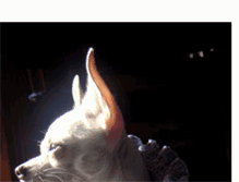 Tablet Screenshot of frida-chihuahua.blogspot.com