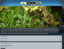 Tablet Screenshot of meliponasdenicaragua.blogspot.com