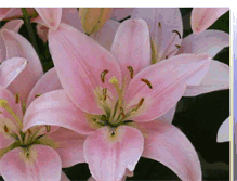 Tablet Screenshot of floweroflilith.blogspot.com