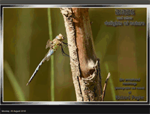 Tablet Screenshot of peglerbirding.blogspot.com