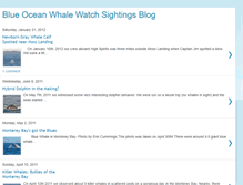 Tablet Screenshot of blueoceanwhalewatch.blogspot.com