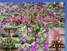 Tablet Screenshot of floweraroundus.blogspot.com