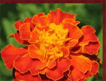 Tablet Screenshot of calendula-golden.blogspot.com