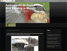 Tablet Screenshot of anillamientodeavesmexico.blogspot.com