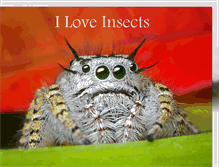 Tablet Screenshot of i-love-insects.blogspot.com