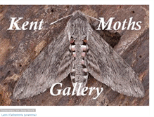 Tablet Screenshot of kentmoths.blogspot.com