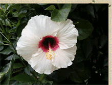 Tablet Screenshot of andaambiente.blogspot.com