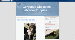 Desktop Screenshot of chocolatelabradorpuppies.blogspot.com