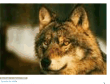 Tablet Screenshot of 20wolf08.blogspot.com