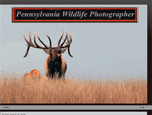 Tablet Screenshot of pawildlifephotographer.blogspot.com