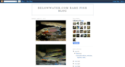 Desktop Screenshot of belowwaterfish.blogspot.com