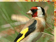 Tablet Screenshot of cardueliscarduelis-canary.blogspot.com
