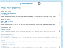 Tablet Screenshot of angelfishbreeding.blogspot.com