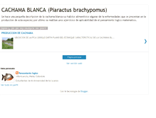Tablet Screenshot of cachamablancapiaractus.blogspot.com