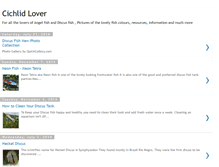 Tablet Screenshot of angelfishlover.blogspot.com
