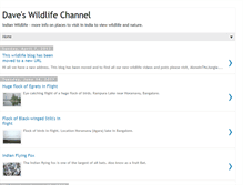 Tablet Screenshot of daveswildlifechannel.blogspot.com