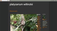 Desktop Screenshot of platyceriumwillinckii.blogspot.com